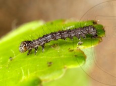 Allophyes oxyacanthae_гусеница I